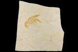 Fossil Lobster (Eryma) - Germany #143783-1